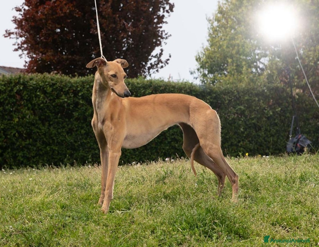Whippet cani in vendita: Cuccioli di whippet  - Annuncio 10