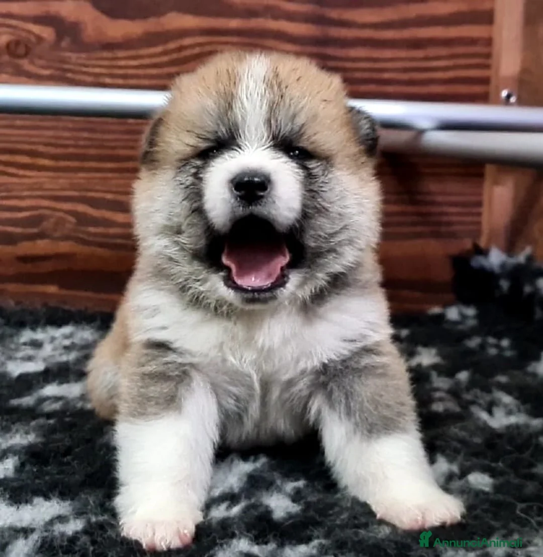 Akita Inu cani in vendita: ULTIMA CUCCIOLA DI AKITA DISPONIBILE LOMBARDIA  - Annuncio 1