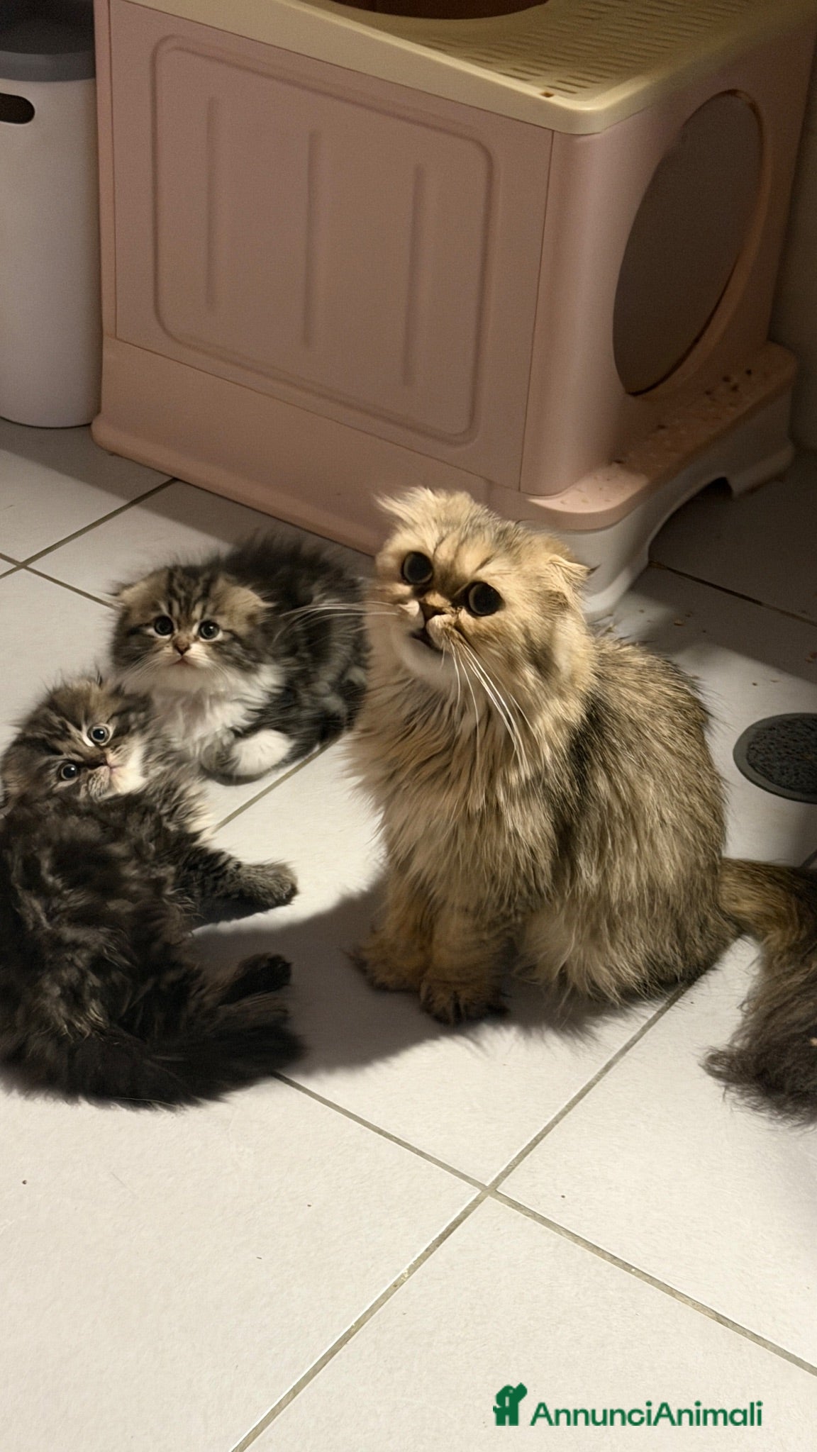 Scottish gatti Cuccioli simil scottish highland - Annuncio 2