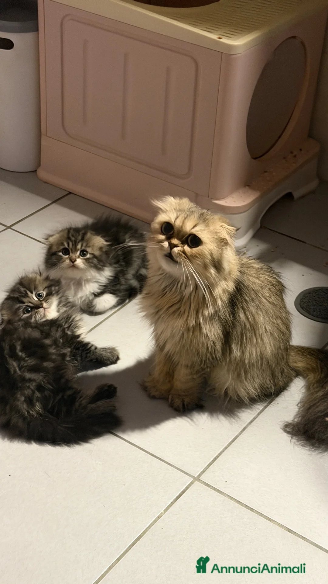 Scottish gatti in vendita: Cuccioli simil scottish highland - Annuncio 1