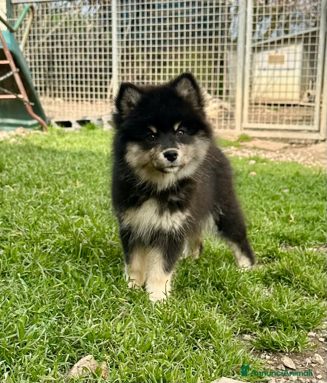 Lapinkoira cani in vendita: Hazel, cucciola femmina  - Annuncio 2