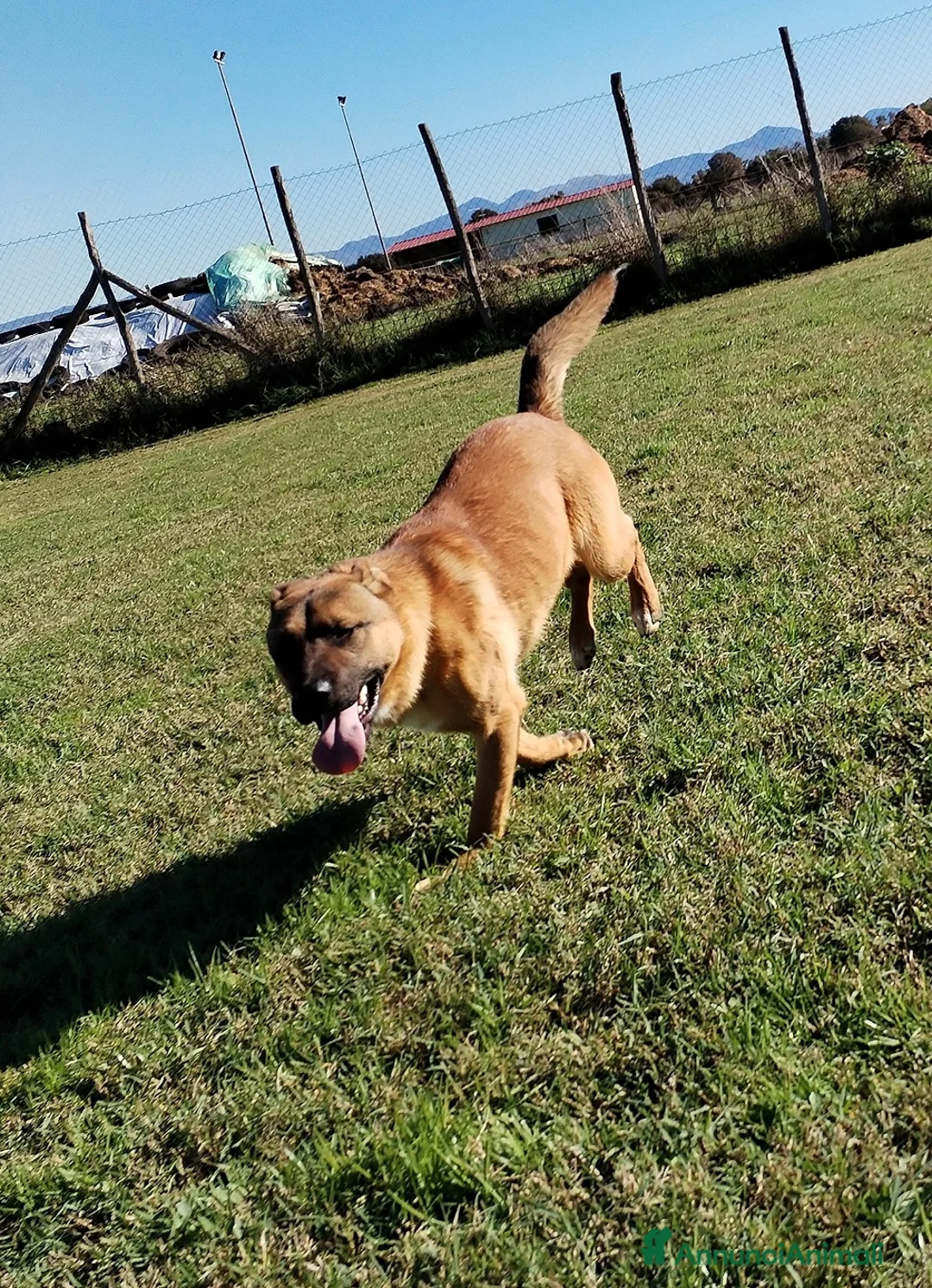 Meticcio cani in regalo: Help per Vago un pastorello tutto pepe! a Provincia di Latina - Annuncio 5