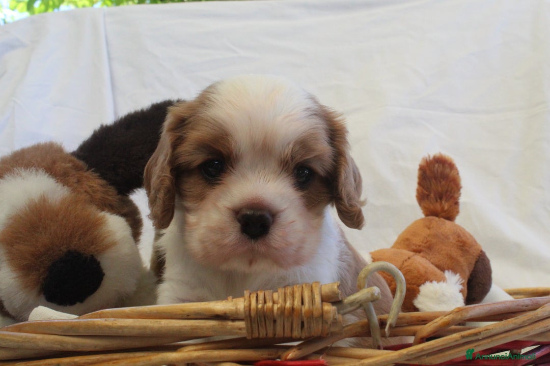Cavalier King cani in vendita: Ultimo cucciolo di Cavalier King con pedigree a Città metropolitana di Milano - Immagine 2