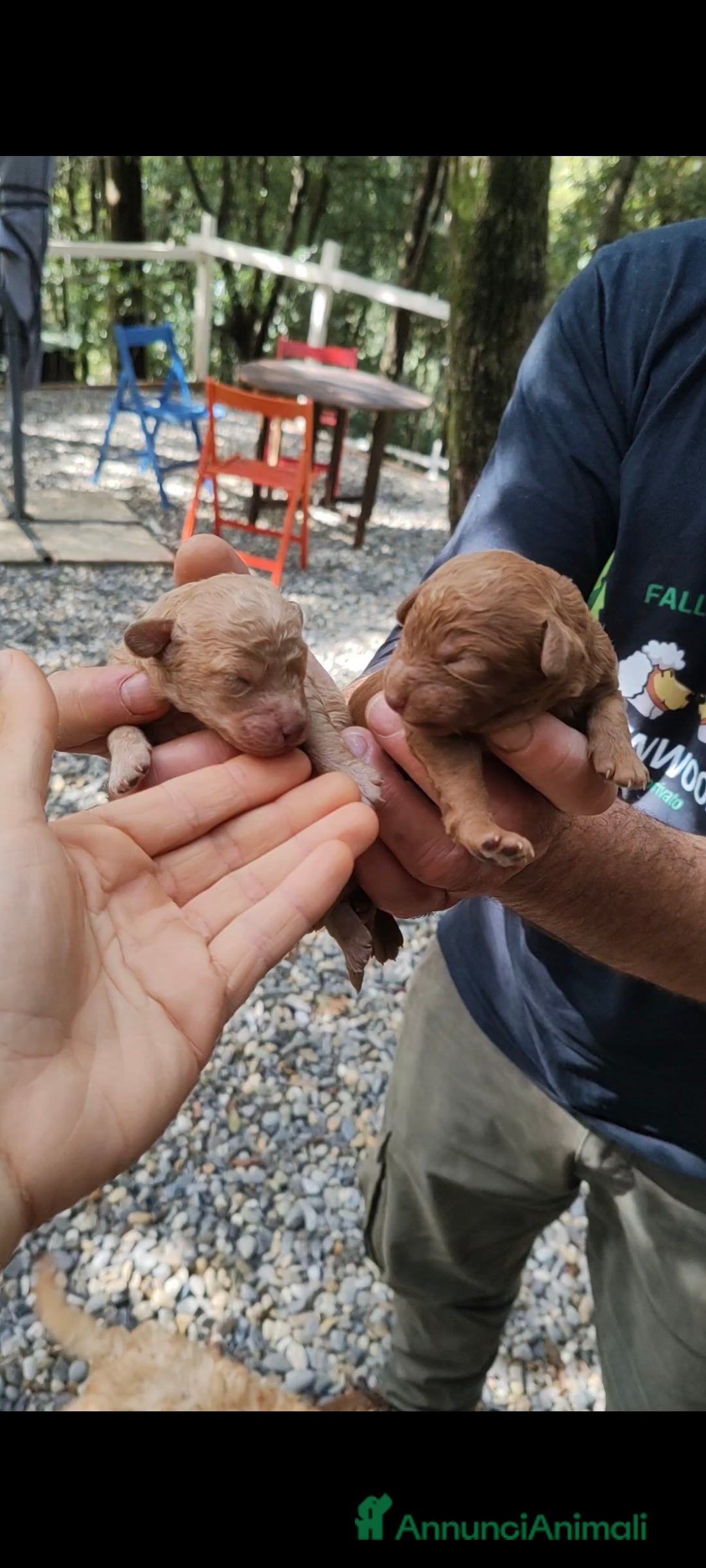 Barboncino cani Barboncino nano red e champagne  - Annuncio 4