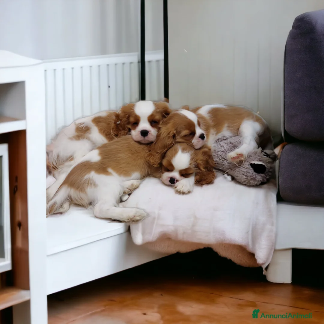 Immagine della galleria {{count}}