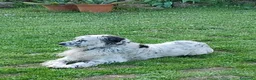 Meticcio cani in regalo: adozione di Argo a Città metropolitana di Roma Capitale - Annuncio 11