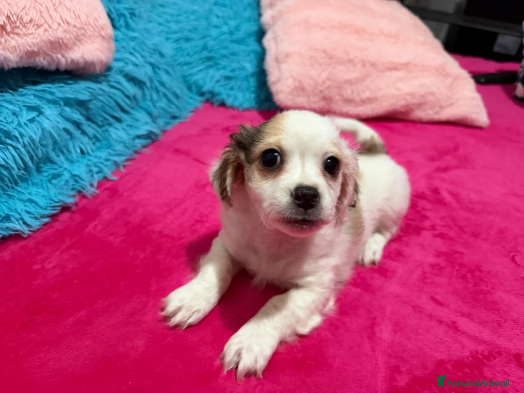 Meticcio cani in vendita: Ciao a tutti  - Annuncio 8