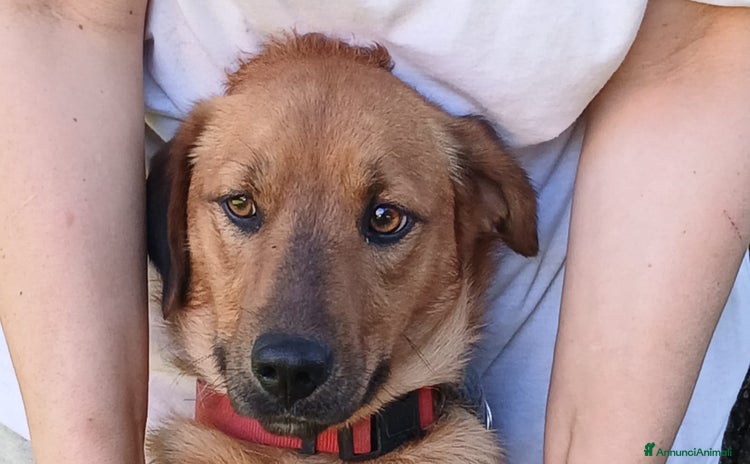 Meticcio cani - Annuncio 16