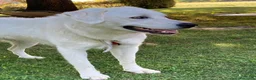 Meticcio cani in regalo: REGALO Bellissima femmina simil Maremmano - Annuncio 3