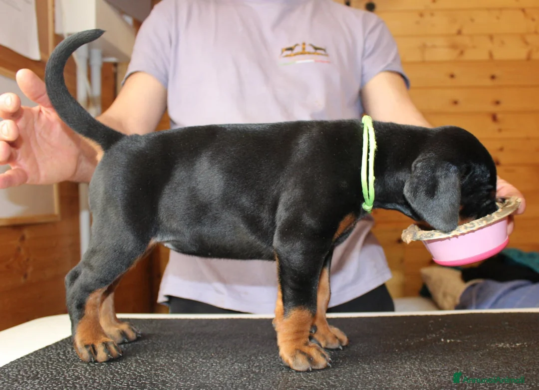 Dobermann cani in vendita: Cuccioli di Dobermann in Toscana - Annuncio 2