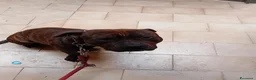 Pitbull cani in regalo: Tayson pitbull di 4 anni  a Città Metropolitana di Bari - Annuncio 5