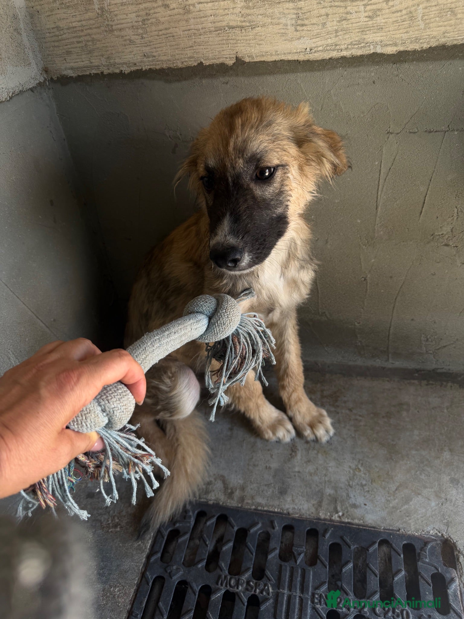 Meticcio cani Tony  - Annuncio 26