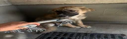 Meticcio cani in regalo: Tony  a Provincia di Brescia - Annuncio 1