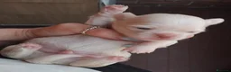 Chihuahua cani in vendita: Piccolini Chihuahua  - Annuncio 6