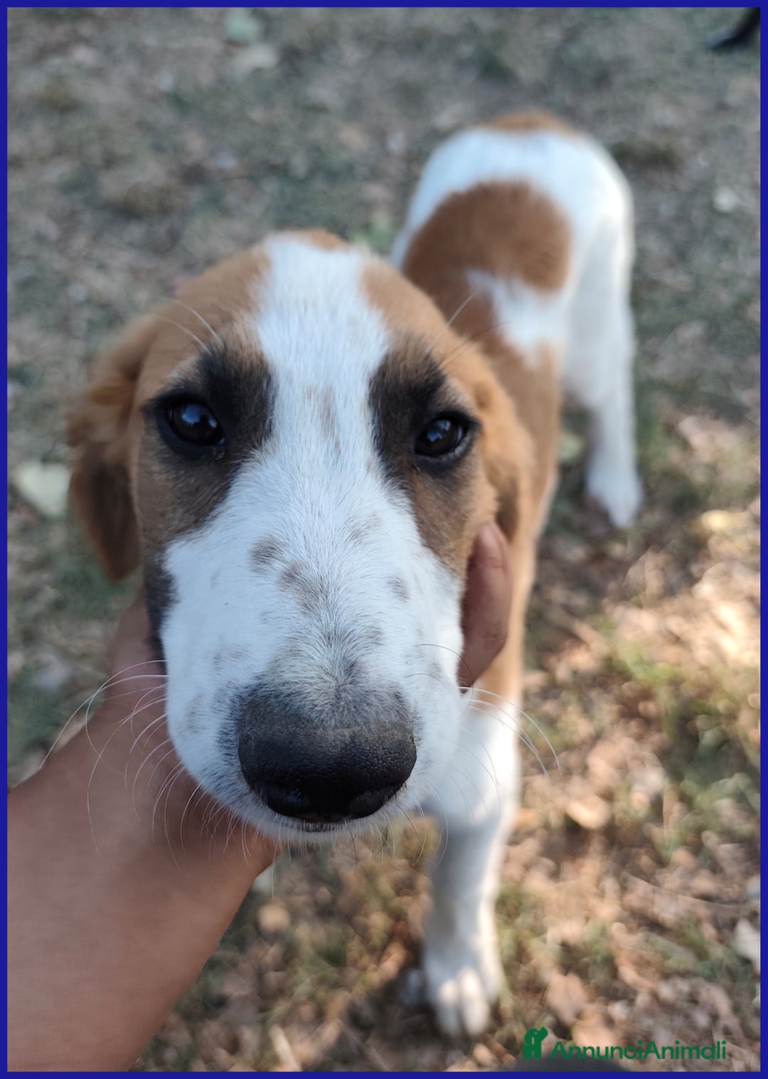 Meticcio cani in regalo: KELLY, CUCCIOLA 5 MESI ABBANDONATA CON LA SORELLIN - Annuncio 8