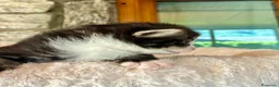 Norvegese gatti in vendita: cucciolo norvegese delle foreste - Annuncio 4