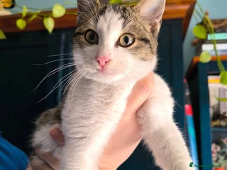 Europeo gatti PICCOLO CECE - Annuncio 3