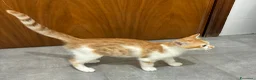 Meticcio gatti in regalo: Regalo bellissimo gattino maschio - Annuncio 2