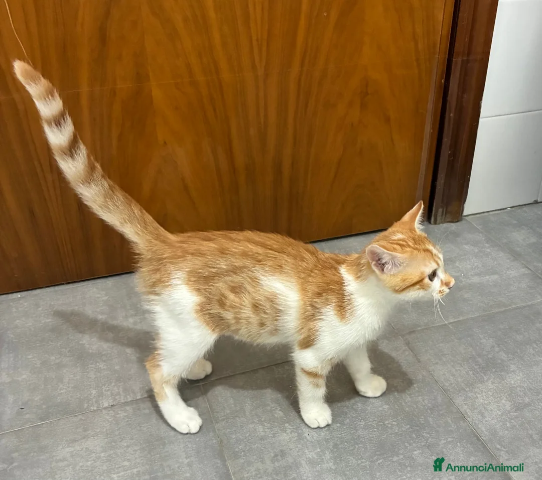 Meticcio gatti in regalo: Regalo bellissimo gattino maschio - Annuncio 2