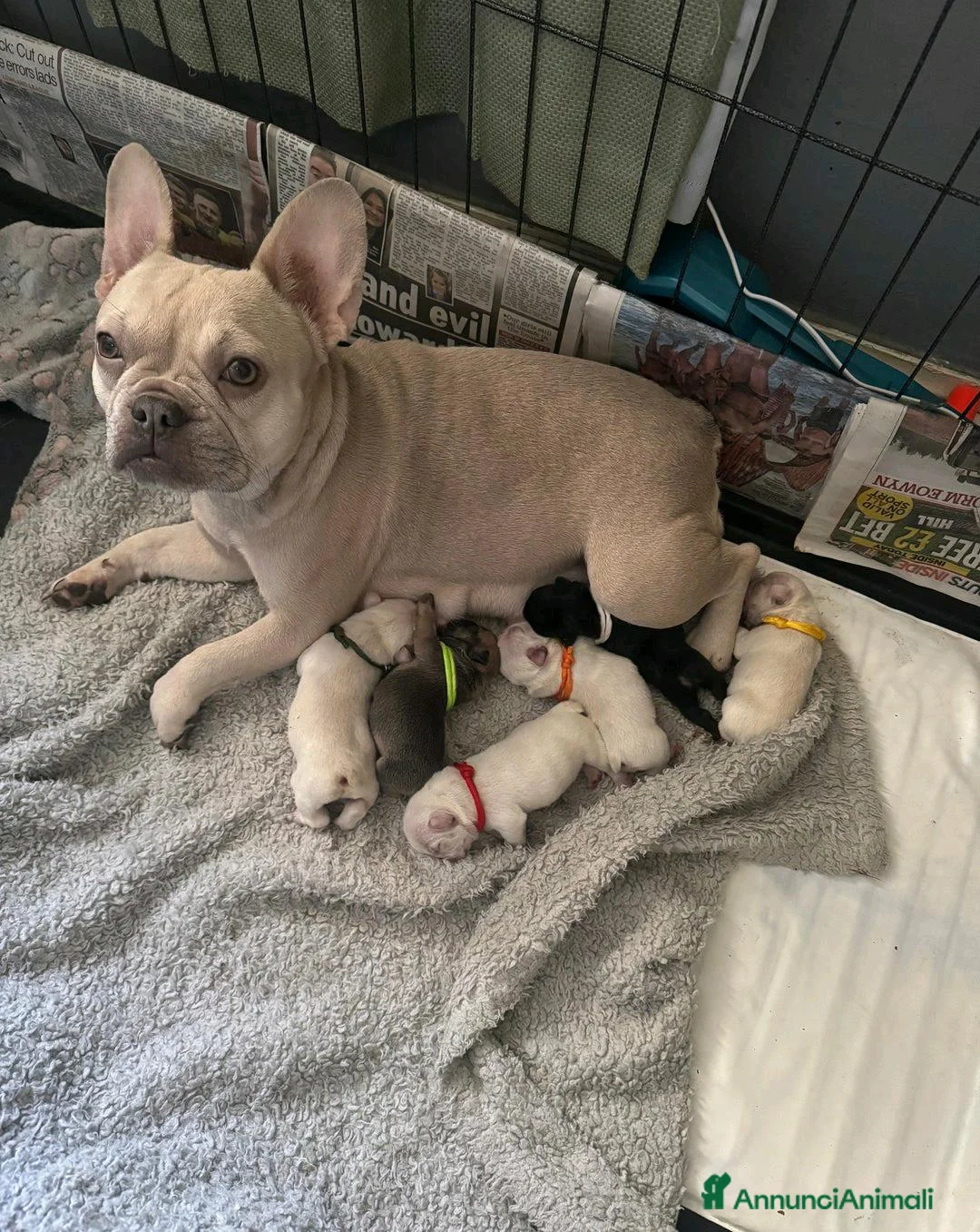 Bulldog Francese cani in vendita: Cuccioli di Bulldog Francese Registrati KC a Città metropolitana di Milano - Annuncio 12
