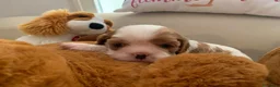 Cavalier King cani in vendita: Cuccioli di Cavalier King con Affisso ENCI  - Annuncio 3