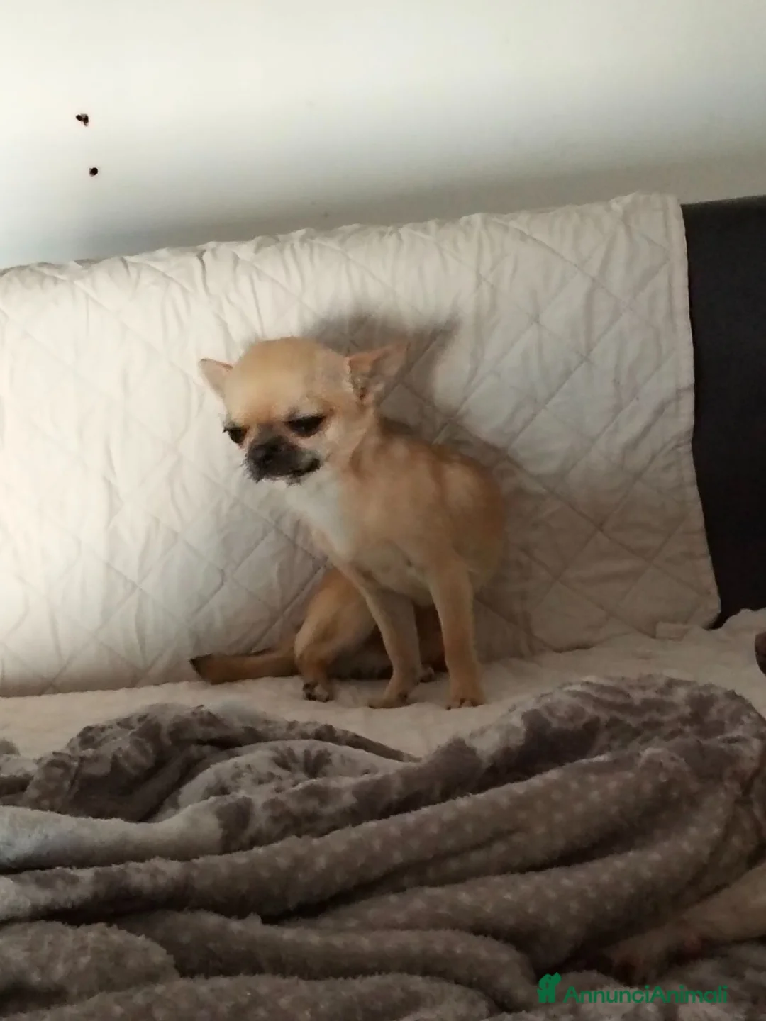 Chihuahua cani in vendita: Chihuahua di catanicoSR - Annuncio 11