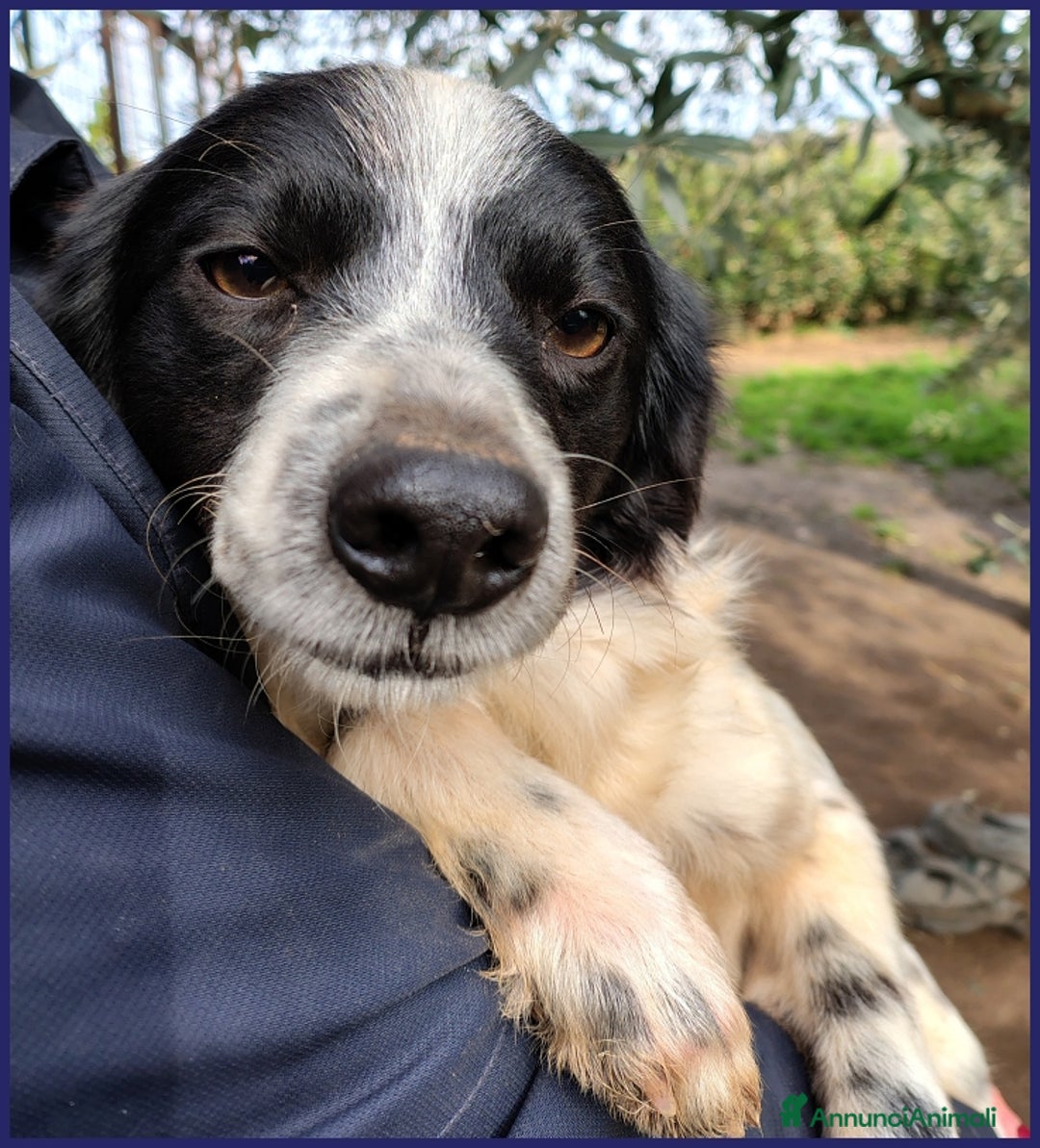 Meticcio cani in regalo: CURACAO, CUCCIOLONE 9 MESI, TIMIDO MA CERCA AMORE a Città metropolitana di Milano - Annuncio 8