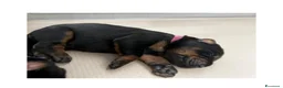 Dobermann cani in vendita: CUCCIOLI DOBERMANN CON PEDIGREE – DISPONIBILI  - Annuncio 10