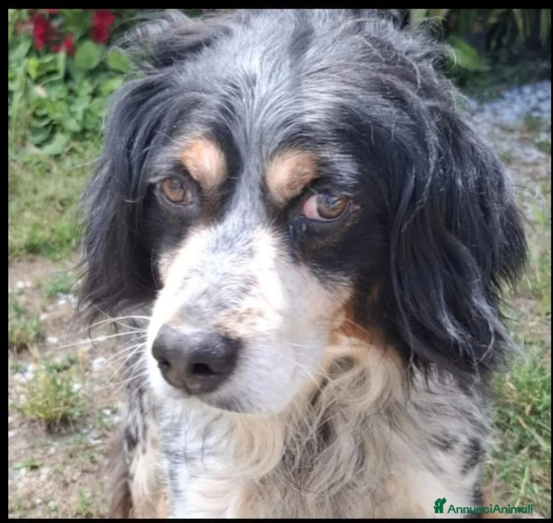Breton cani in regalo: Breton 12anni rimasto solo in recinto.PISTOIA SOS  - Annuncio 2