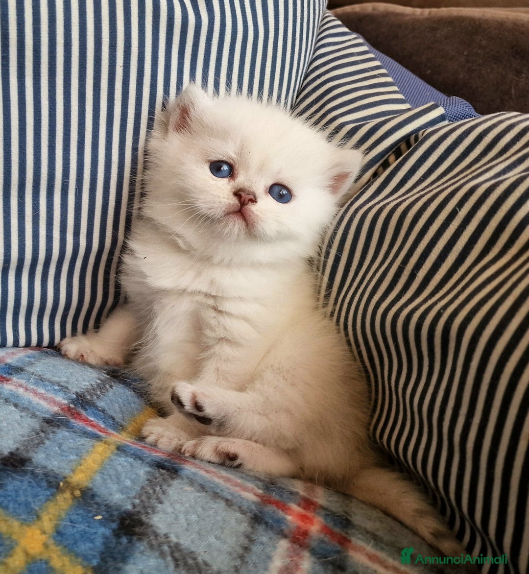 British gatti in vendita: British shorthair e longhair  - Annuncio 7