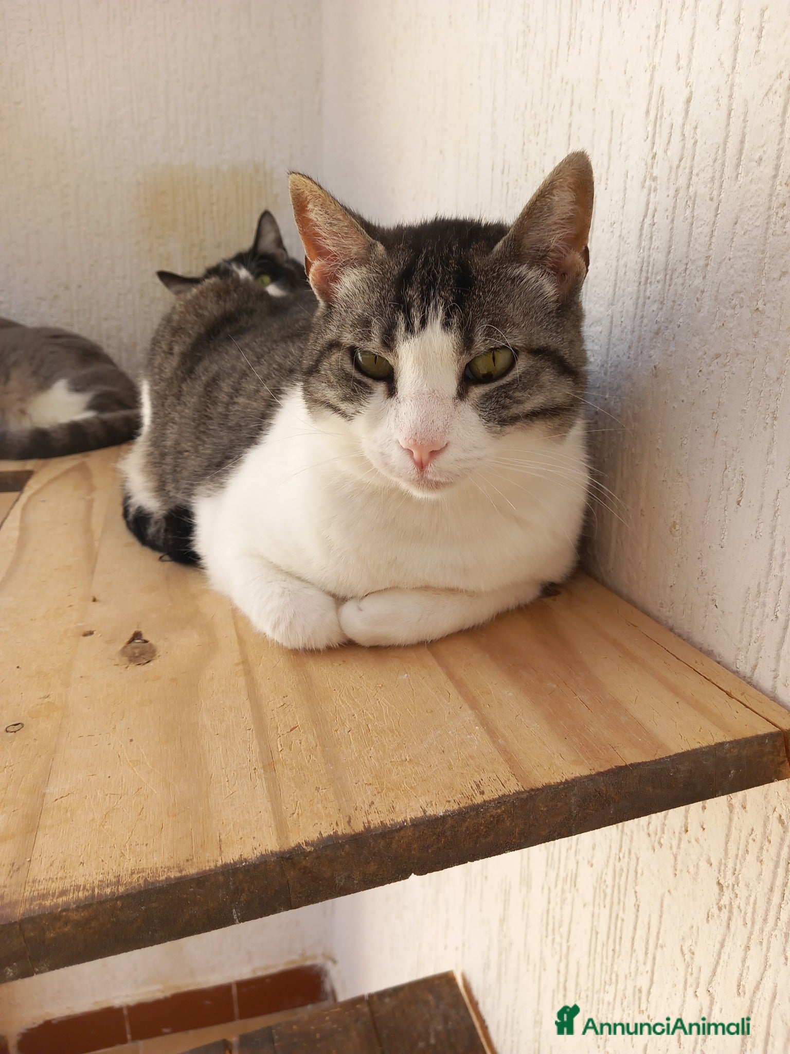 Europeo gatti Tenera micia in adozione, SISSI! - Annuncio 2