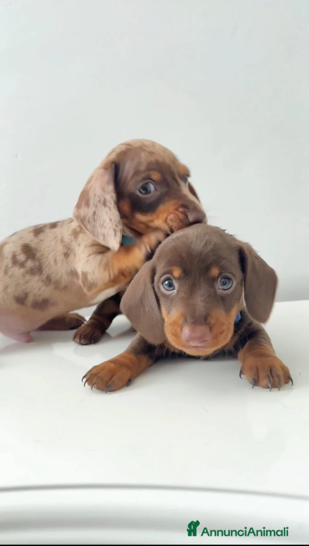 Bassotto cani in vendita: Cuccioli di bassotti  - Annuncio 1