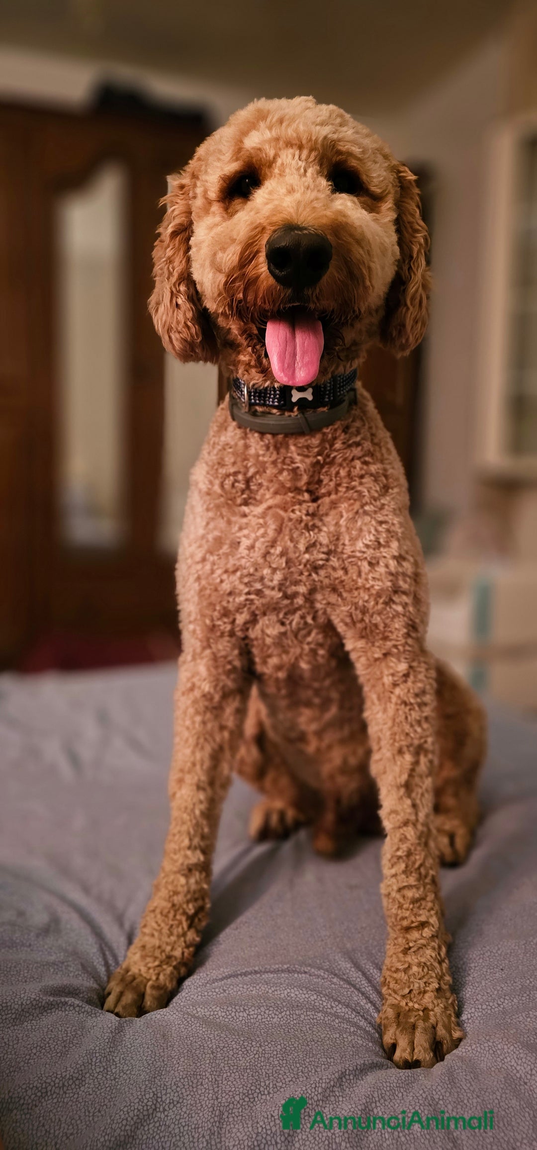Altre razze cani per accoppiamento: Golden Doodle F1B per accoppiamento  - Annuncio 11