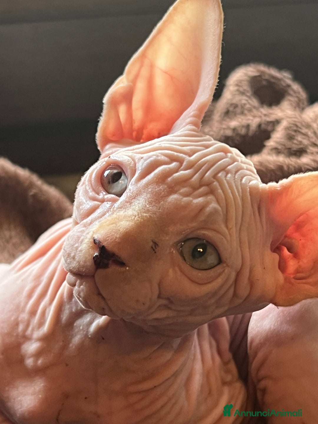Sphynx gatti in vendita: Sphynx  a Città metropolitana di Roma Capitale - Annuncio 5