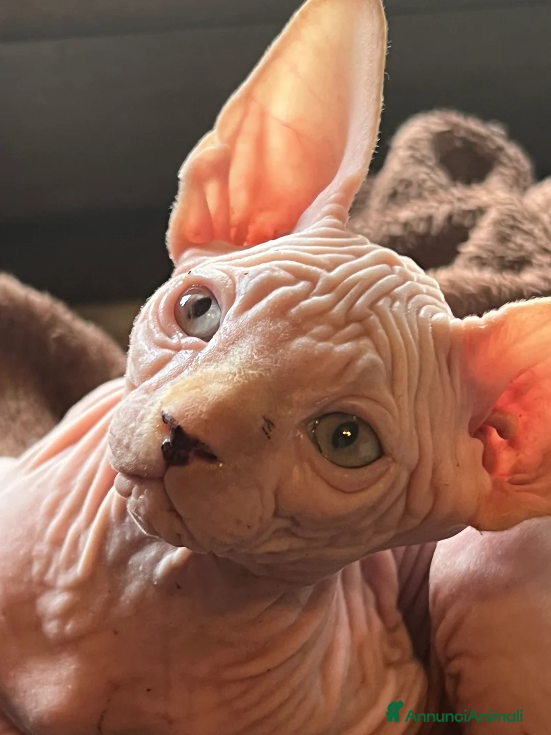 Sphynx gatti in vendita: Sphynx  a Città metropolitana di Roma Capitale - Annuncio 5
