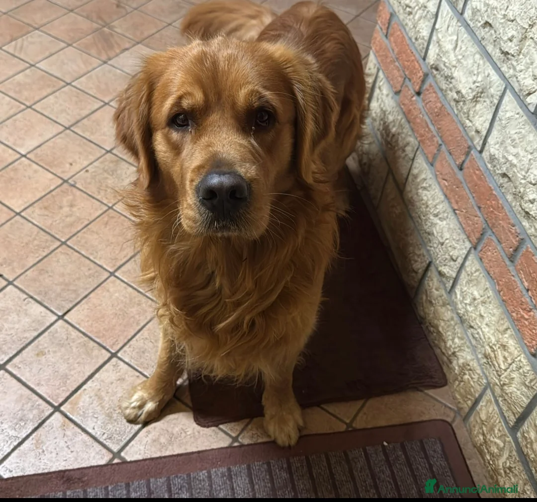 Golden Retriever cani in vendita: Golden retriever 90%linea americana pedigree ENCI  - Annuncio 33