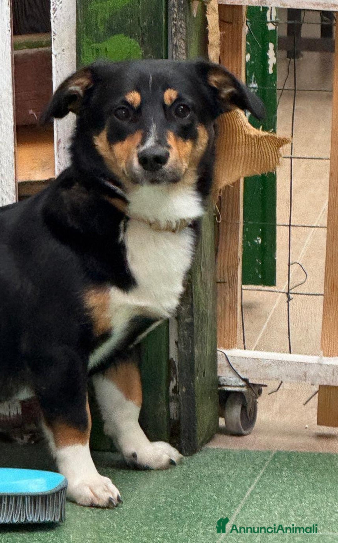 Meticcio cani in regalo: OSCAR 💙 -taglia piccola, buonissimo! Chiama!!🙏🏻 - Annuncio 4