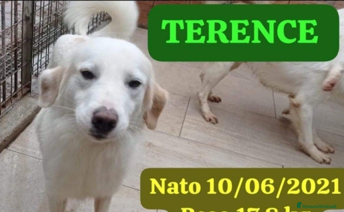 Meticcio cani Fratello/sorella 4anni belli e buoni,CALABRIA HELP a Città metropolitana di Milano - Annuncio 2