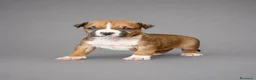 American Staffordshire cani in vendita: Cuccioli American Staffordshire Terrier  - Annuncio 2