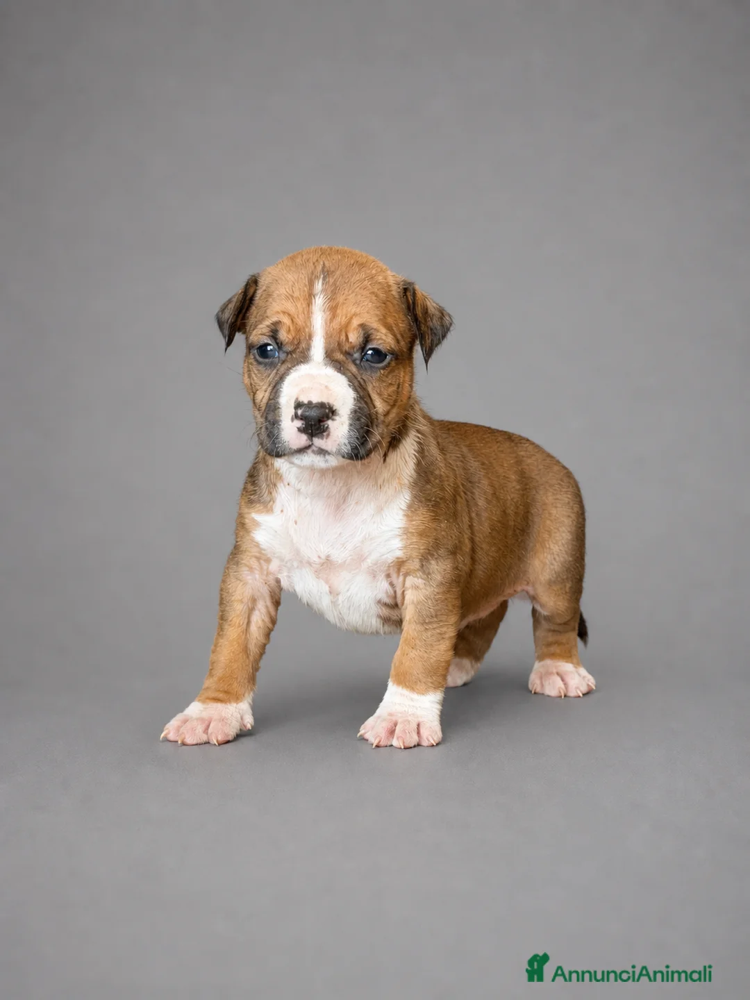 American Staffordshire cani in vendita: Cuccioli American Staffordshire Terrier  - Annuncio 2