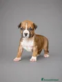 American Staffordshire Cucciolo 6