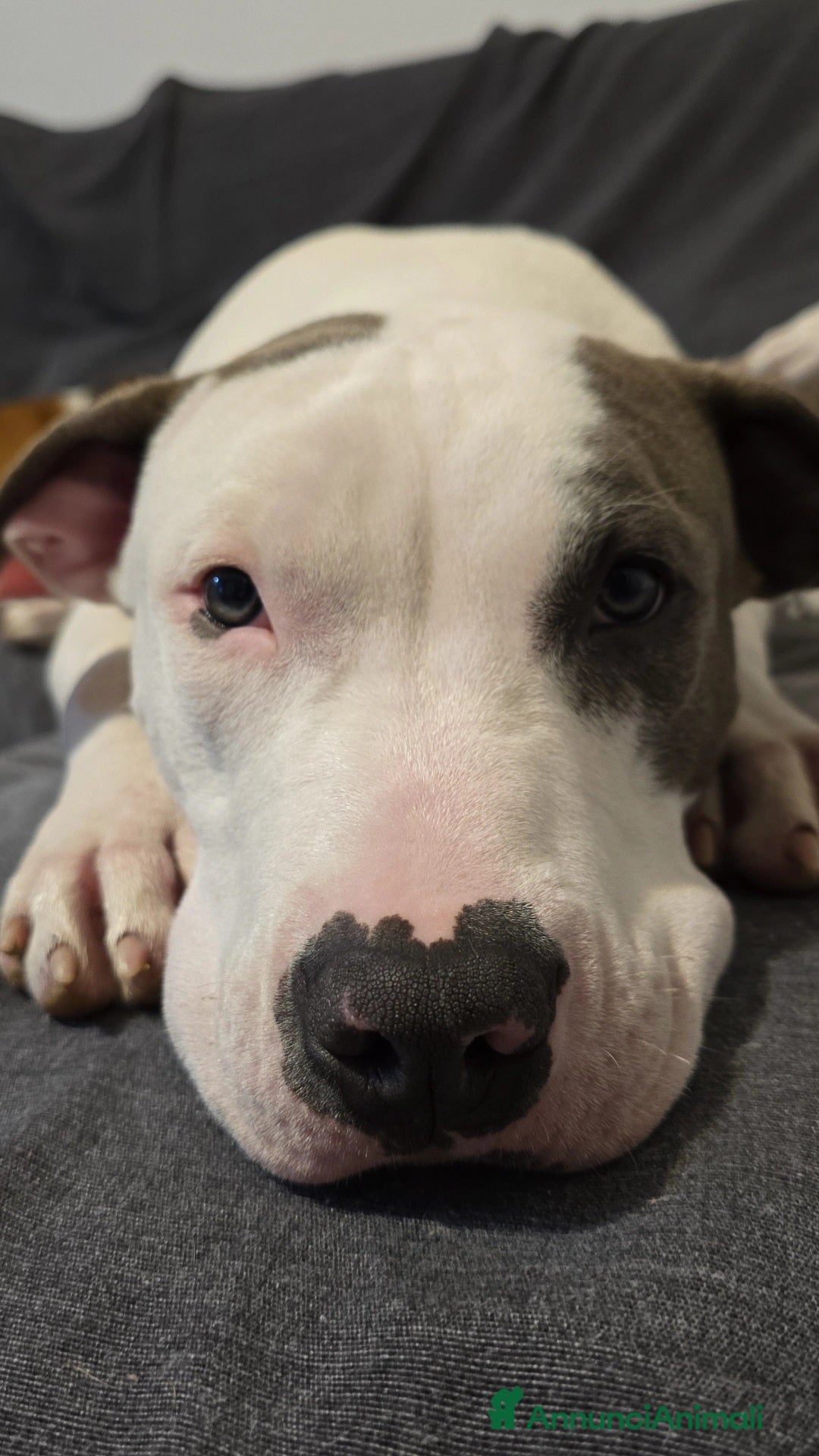 American Staffordshire cani in vendita: Cuccioli Amstaff  - Annuncio 7