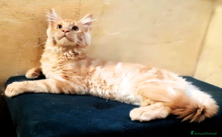 Maine Coon gatti a Provincia di Perugia - Annuncio 6
