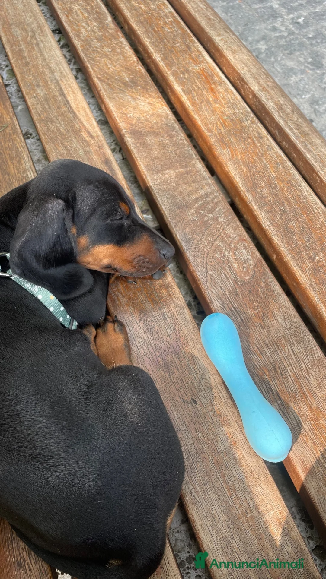 Bassotto cani in vendita: VENDITA BASSOTTO NANO a Provincia di Bergamo - Annuncio 2