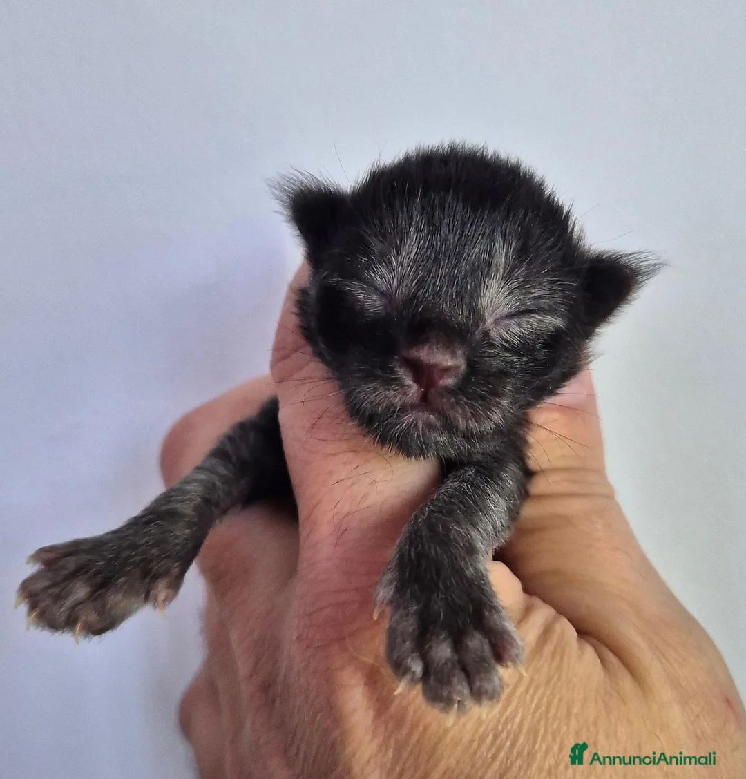 Maine Coon gatti in vendita: 5 splendide creature - Annuncio 10