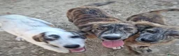 Meticcio cani in regalo: MORTADELLA 🩷 dolcezza da scoprire piano a Provincia di Bergamo - Annuncio 6