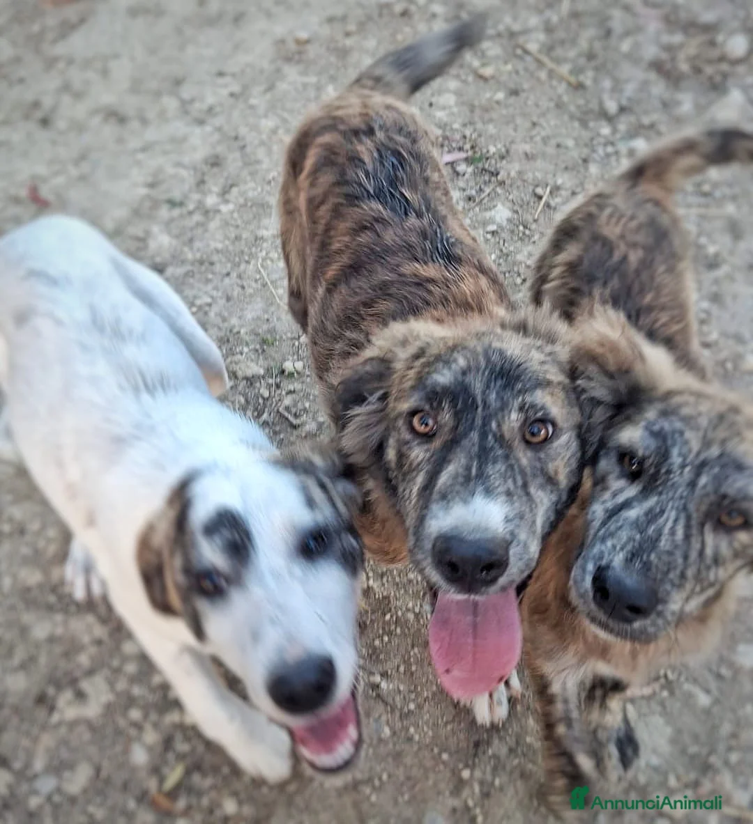 Meticcio cani in regalo: MORTADELLA 🩷 dolcezza da scoprire piano a Provincia di Bergamo - Annuncio 6