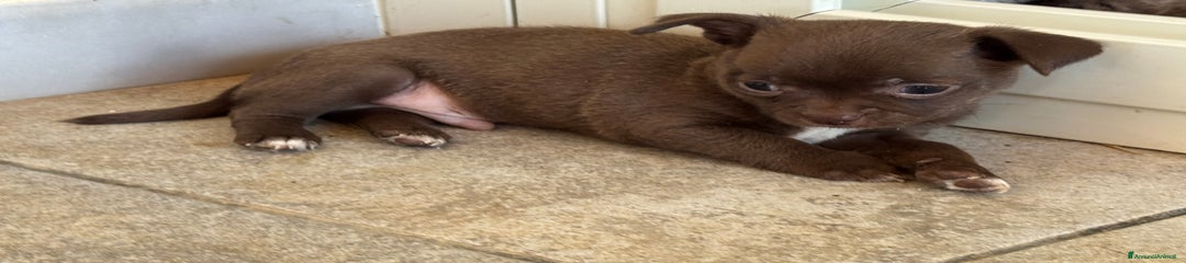 Chihuahua Cucciolo 1