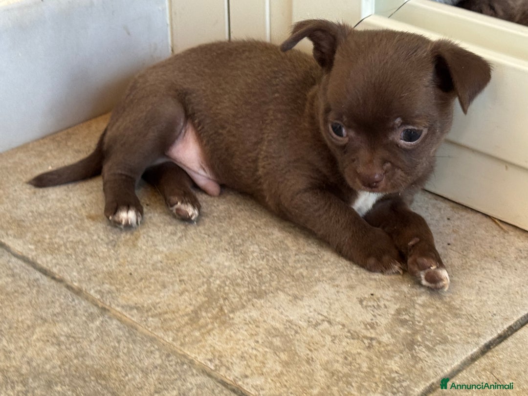 Chihuahua cani in vendita: Cuccioli di chihuahua  a Città metropolitana di Milano - Immagine 5