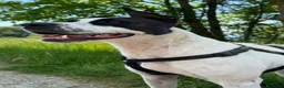 Meticcio cani in regalo: Alice  - Annuncio 2